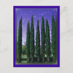 Lundblade Conifers - Starry Kväll, vykort