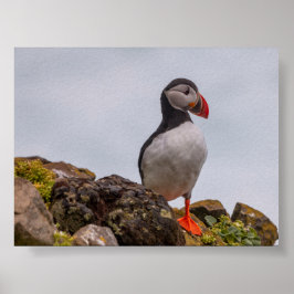 Lundfågel i Island Poster