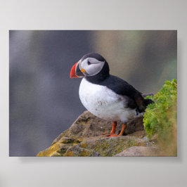Lundfågel på Island Poster