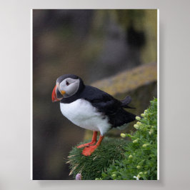 Lundfågel på Island Poster