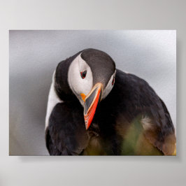 Lundfågel på Island Poster