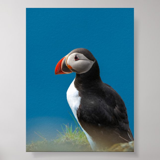 Lundfågel Poster (Framsidan)