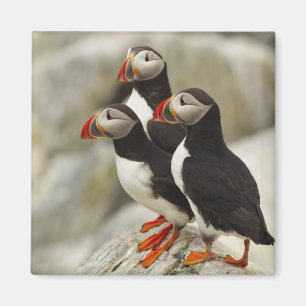 Lundor på Machias Seal Island Magnet