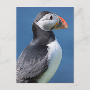 Lundskata (Fratercula Arctica) På Klippa Vykort