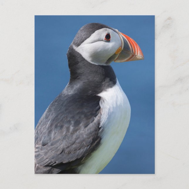 Lundskata (Fratercula Arctica) På Klippa Vykort (Framsida)