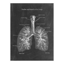 Lung Anatomy Trachea och Bronchi