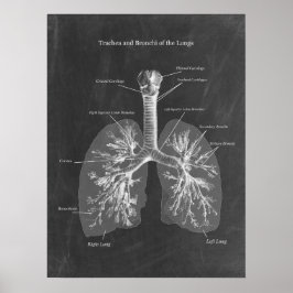Lung Anatomy Trachea och Bronchi Poster