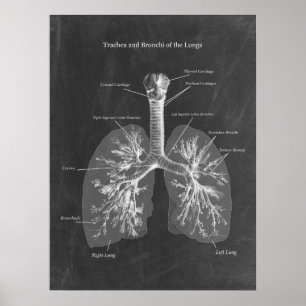 Lung Anatomy Trachea och Bronchi Poster