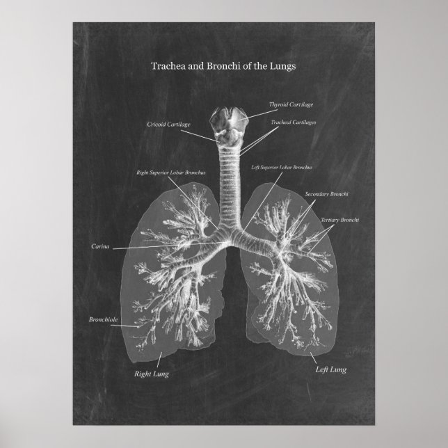 Lung Anatomy Trachea och Bronchi Poster (Framsidan)