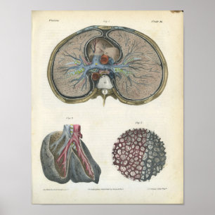 Lung Bronchi Vintage Anatomy Print Poster