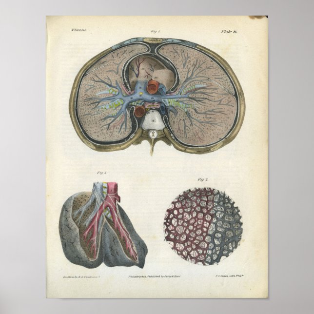 Lung Bronchi Vintage Anatomy Print Poster (Framsidan)