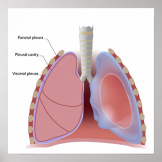 Lung pleura och pleural cavity Poster