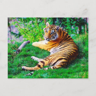Lungande tigger i Grass Wildlife Vykort