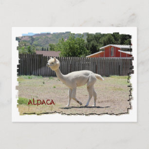Lungande vykort för Alpaca