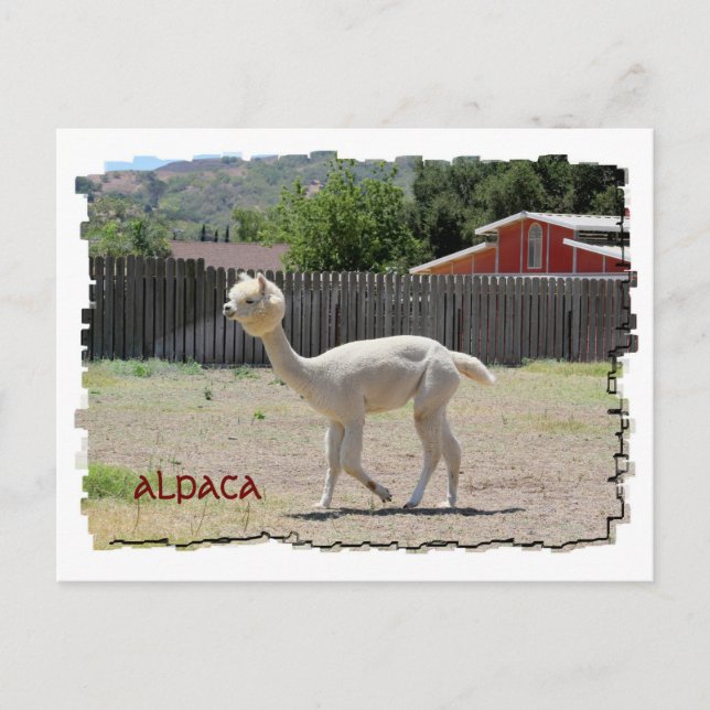 Lungande vykort för Alpaca (Framsida)