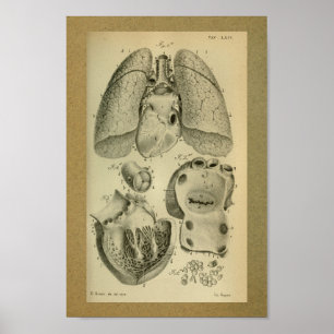 Lungs 1850 för hjärta för vintageanatomitryck poster