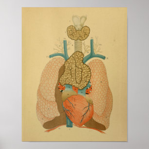 Lungs 1879 för hjärta för vintageanatomitryck poster