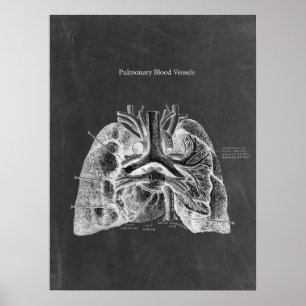Lungs anatomi med Chalkboard Aesthetics Poster