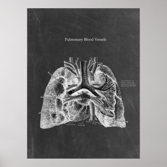 Lungs anatomi med Chalkboard Aesthetics Poster (Framsidan)
