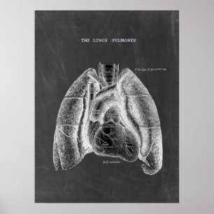 Lungs anatomi med Chalkboard Aesthetics Poster