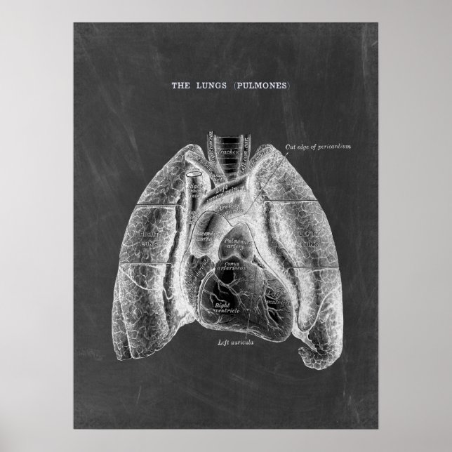 Lungs anatomi med Chalkboard Aesthetics Poster (Framsidan)