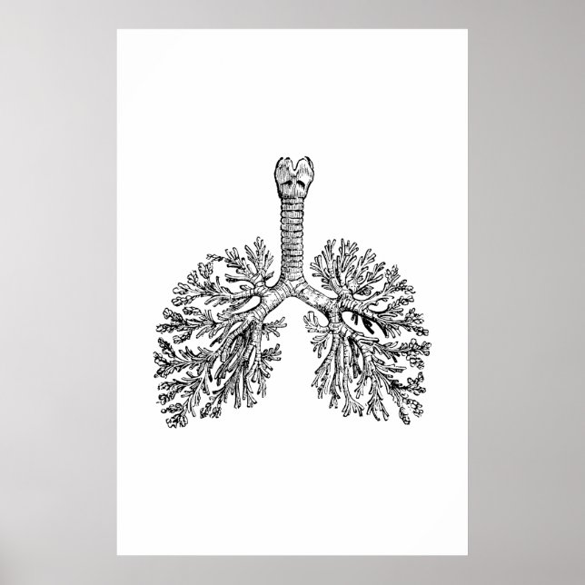 Lungs Anatomy Illustration Poster (Framsidan)
