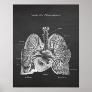 Lungs Heart Anatomy Art Decor Posterior View Poster