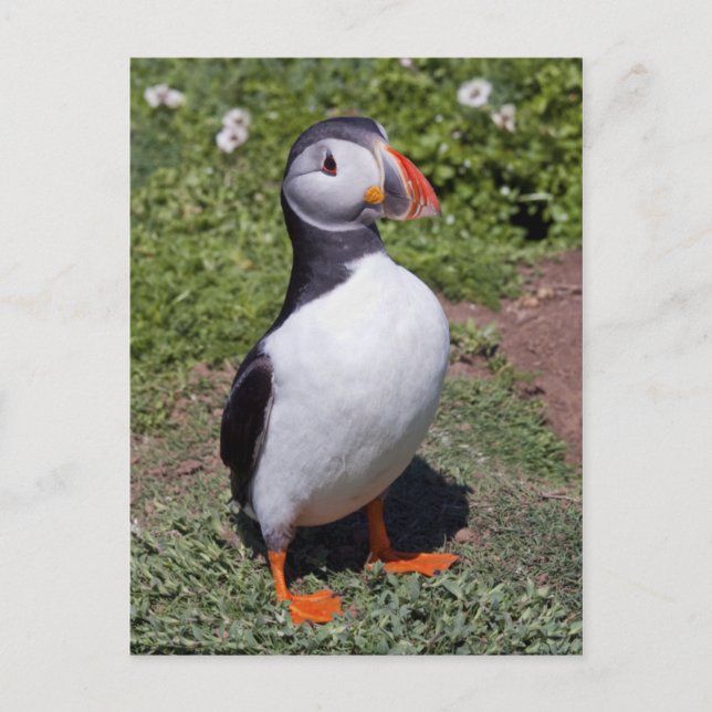 Lunnefågel Postkort Vykort (Framsida)