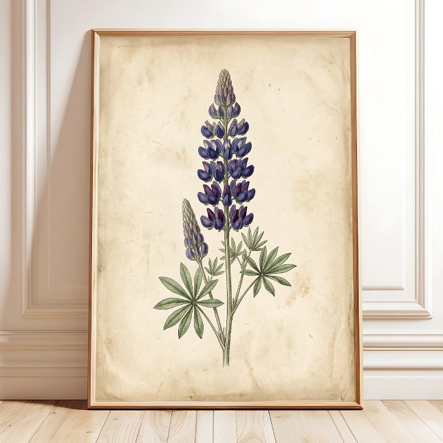 Lupin Botanisk Vintage Väggkonst Canvastryck (Skapare uppladdad)