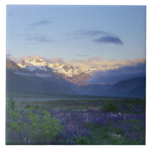 Lupin och Main Divide, Arthur's Pass, South Kakelplatta