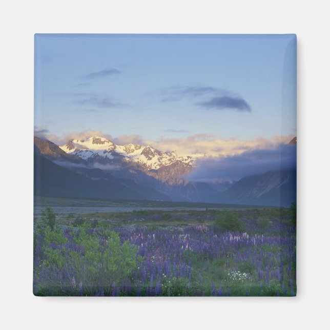 Lupin och Main Divide, Arthur's Pass, South Magnet (Framsidan)