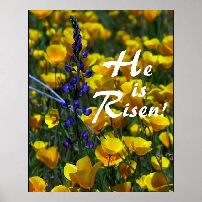 Lupin och Poppies Han är Risen! Skriv Poster (Framsidan)