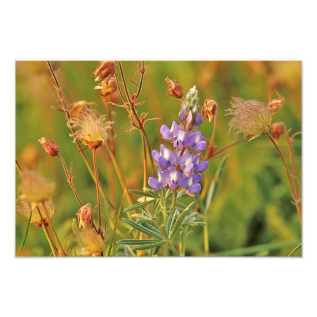 Lupin- och prärierookvildblommor i Montana 2 Fototryck (Framsidan)