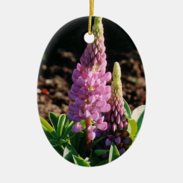Lupin Ornament (Framsidan)