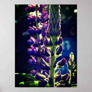 Lupina fotoaffisch poster