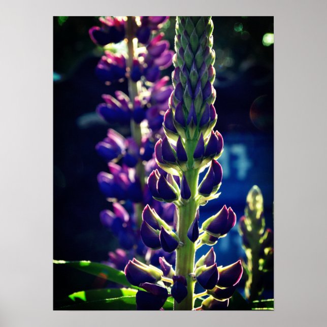 Lupina Photo Poster (Framsidan)