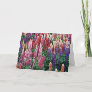 Lupinblommor förbigår hälsningkortet tack kort