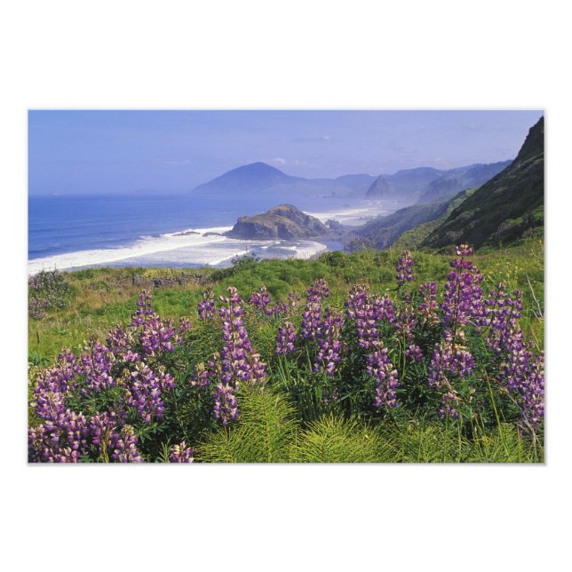 Lupinblommor och karg kustlinje längs fototryck (Framsidan)
