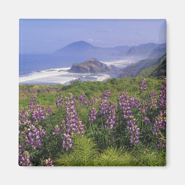 Lupinblommor och robust kustlinje längs magnet (Framsidan)