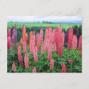 Lupine 2 vykort
