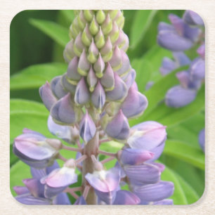lupine-3 underlägg papper kvadrat