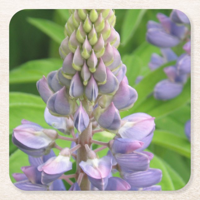 lupine-3 underlägg papper kvadrat (Framsidan)