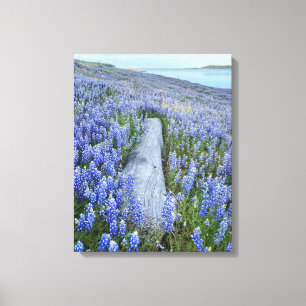 Lupine Fält Canvastryck