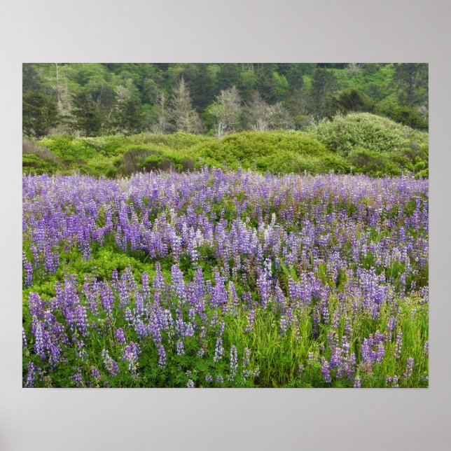 Lupine fält, Humbolt kusten, Kalifornien, USA. Poster (Framsidan)