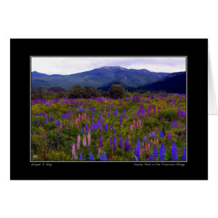Lupine Fält i Franconia-kortet Hälsningskort