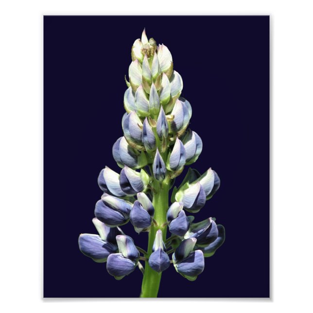 Lupine Flower 8 x 10 med en Vild Lila Fototryck (Framsidan)