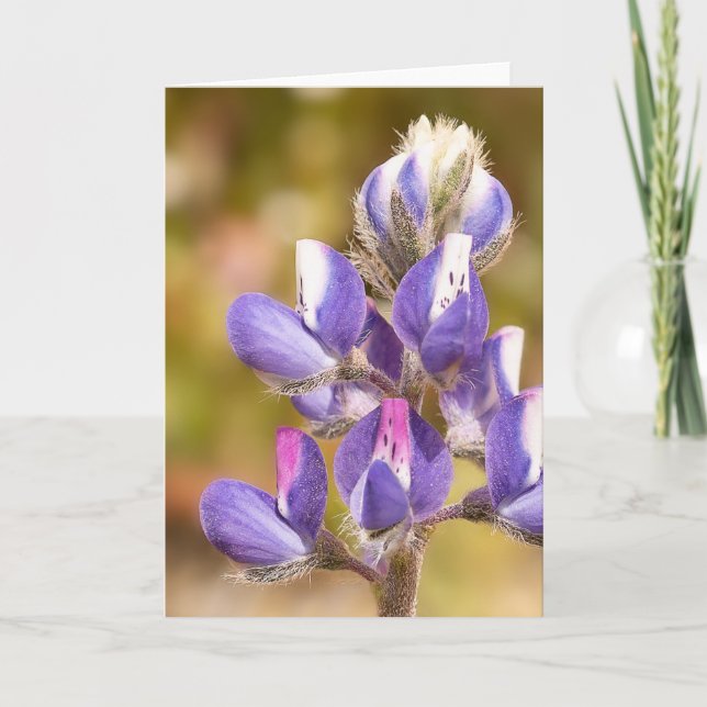 Lupine Flower Kort (Framsida)