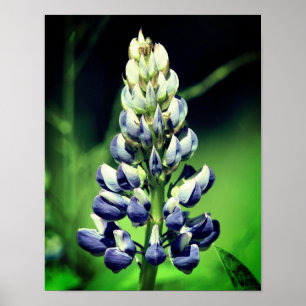 Lupine Flower med en Vilds Lila Poster