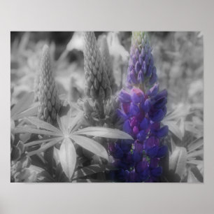 Lupine Flower Trio Partial Färg Poster