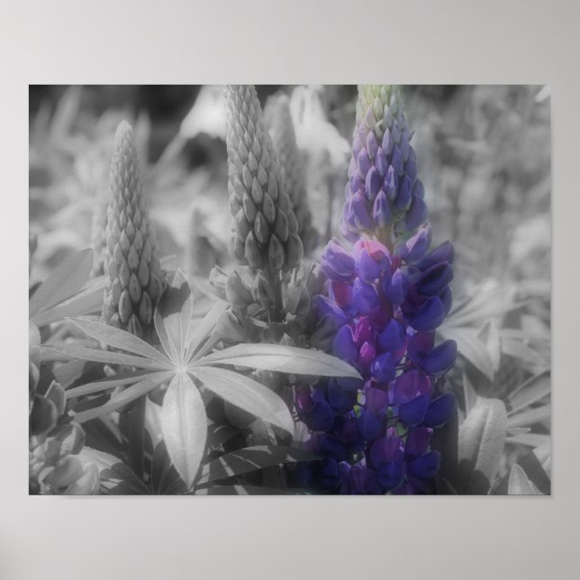 Lupine Flower Trio Partial Färg Poster (Framsidan)